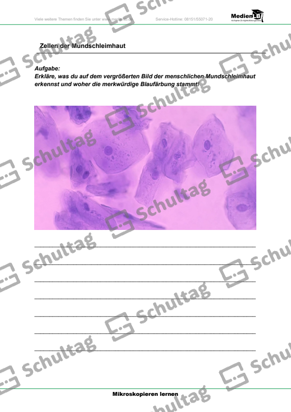 Zellen der Mundschleimhaut – Schultag