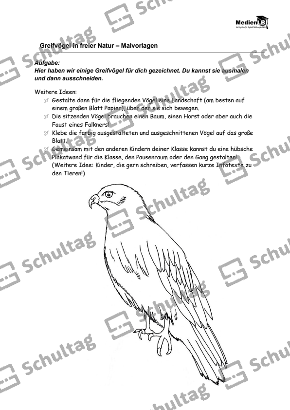 Greifvögel in freier Natur – Malvorlagen – Schultag