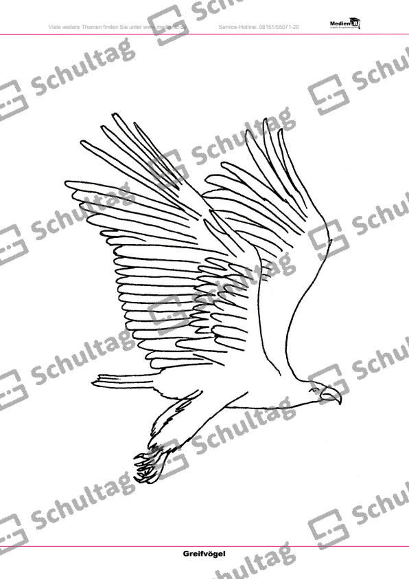 Greifvögel in freier Natur – Malvorlagen – Schultag