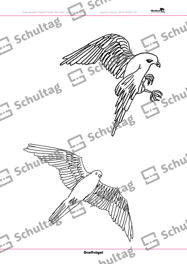 Greifvögel in freier Natur – Malvorlagen – Schultag