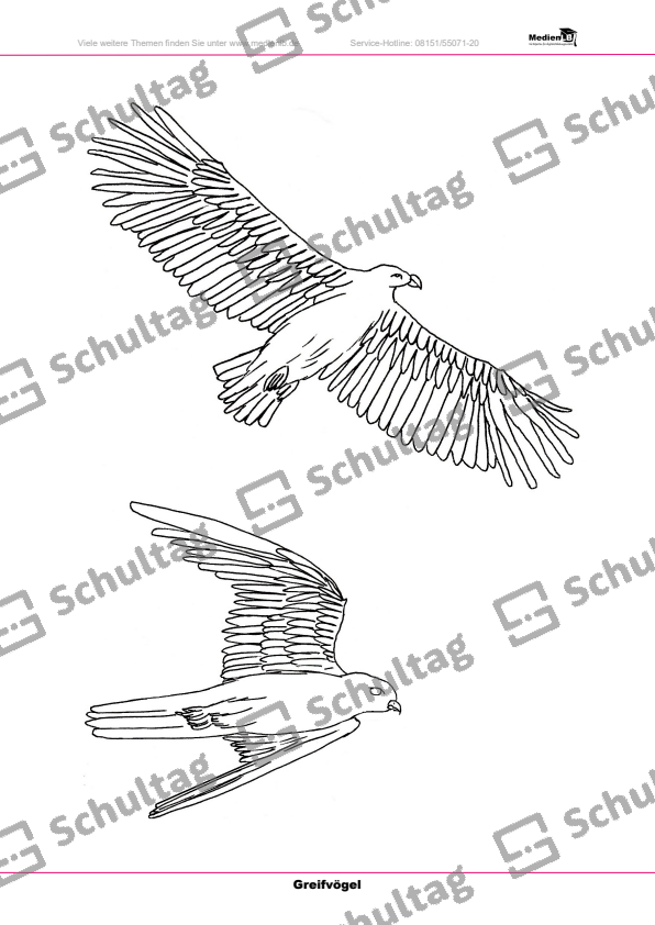 Greifvögel in freier Natur – Malvorlagen – Schultag