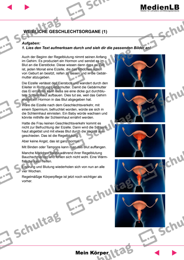 Männliche Geschlechtsorgane – Schultag