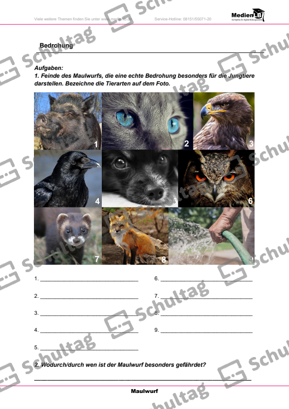 Der Maulwurf-Steckbrief – Schultag