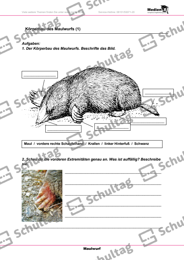 Der Maulwurf-Steckbrief – Schultag