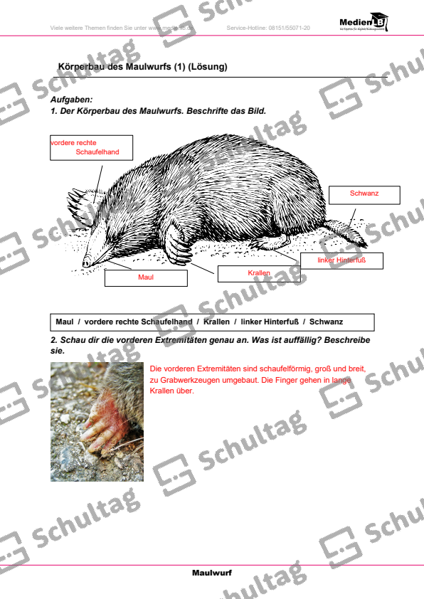 Körperbau des Maulwurfs – Schultag