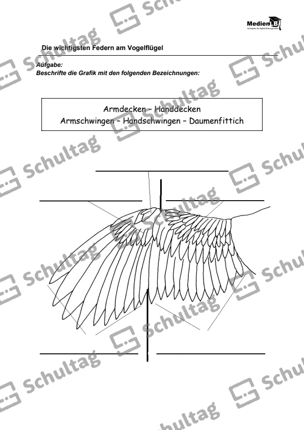 Die wichtigsten Federn am Vogelflügel – Schultag