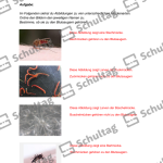 Vorschaubild von Arbeitsblatt
