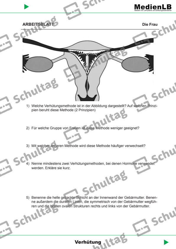 Der Zyklus der Frau II – Schultag