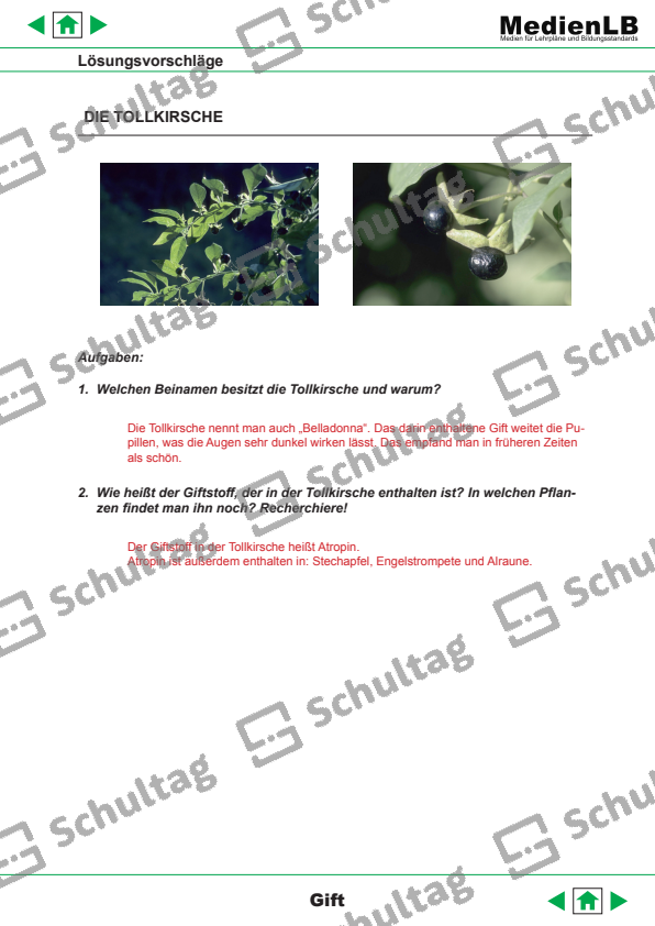 DIE TOLLKIRSCHE – Schultag