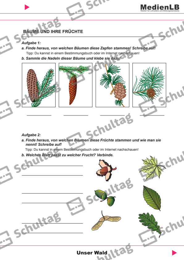 BÄUME UND IHRE FRÜCHTE Schultag