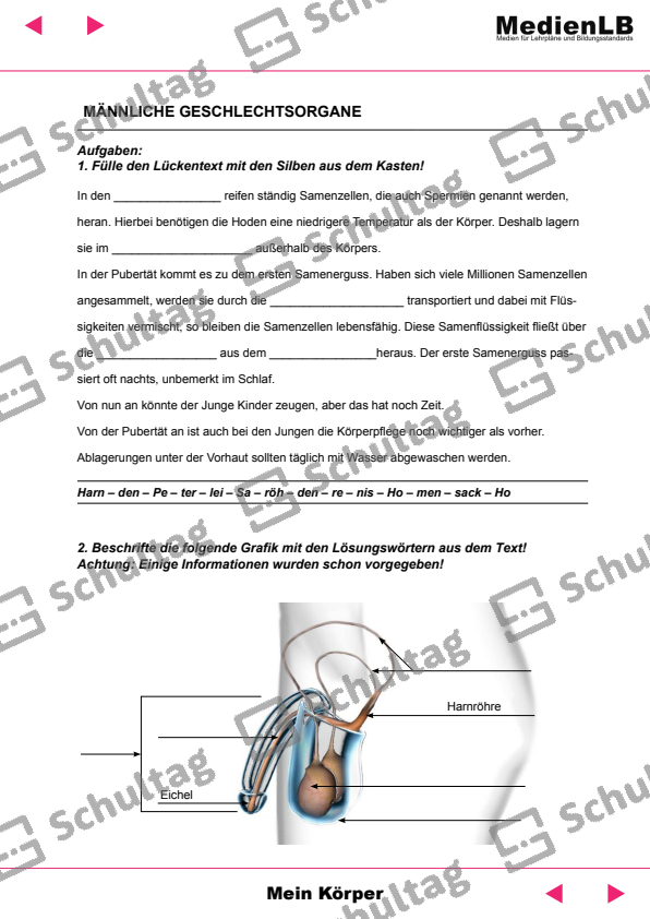 Körperteile im Gitterrätsel – Schultag