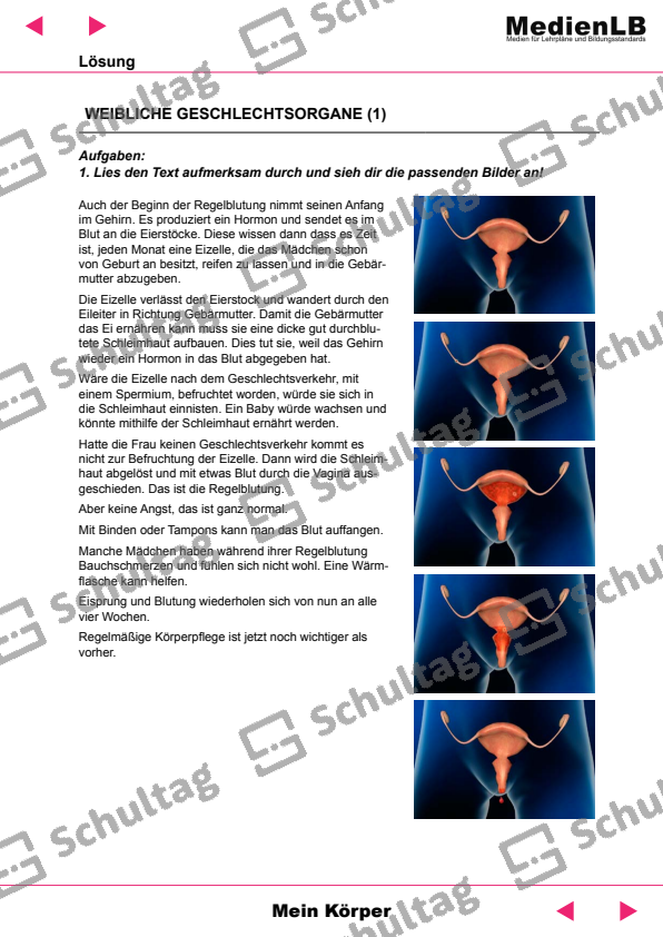 Weibliche Geschlechtsorgane Funktion Arbeitsblatt