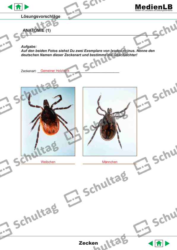 ANATOMIE – Schultag