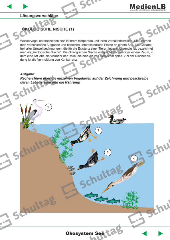 Was Ist Die ökologische Nische ÖKOLOGISCHE NISCHE – Schultag