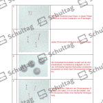 Vorschaubild von Arbeitsblatt