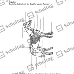 Vorschaubild von Arbeitsblatt