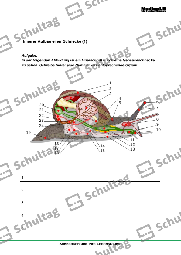 Innerer Aufbau einer Schnecke – Schultag