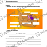 Vorschaubild von Arbeitsblatt