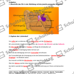 Vorschaubild von Arbeitsblatt