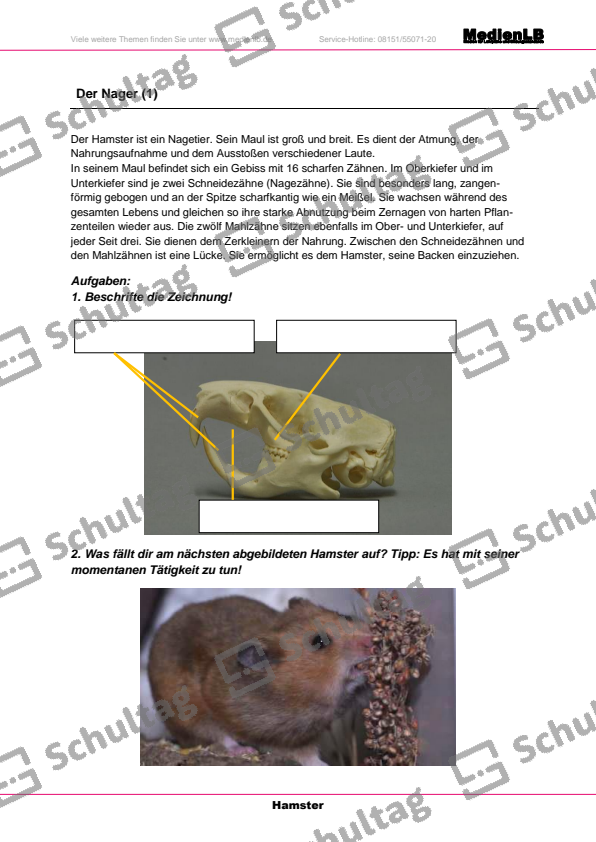 Purzelwrter Rund Um Den Hamster Schultag