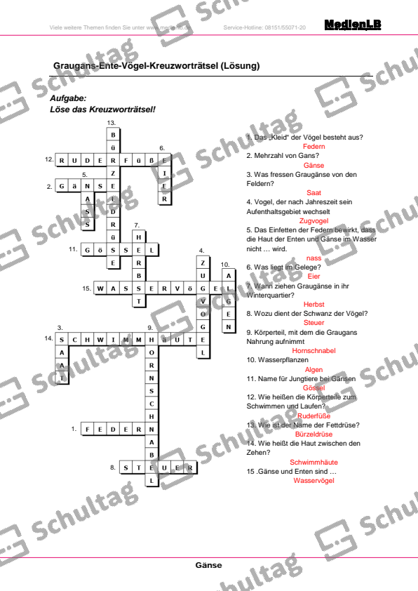 Graugans-Ente-Vögel-Kreuzworträtsel – Schultag