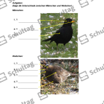 Vorschaubild von Arbeitsblatt