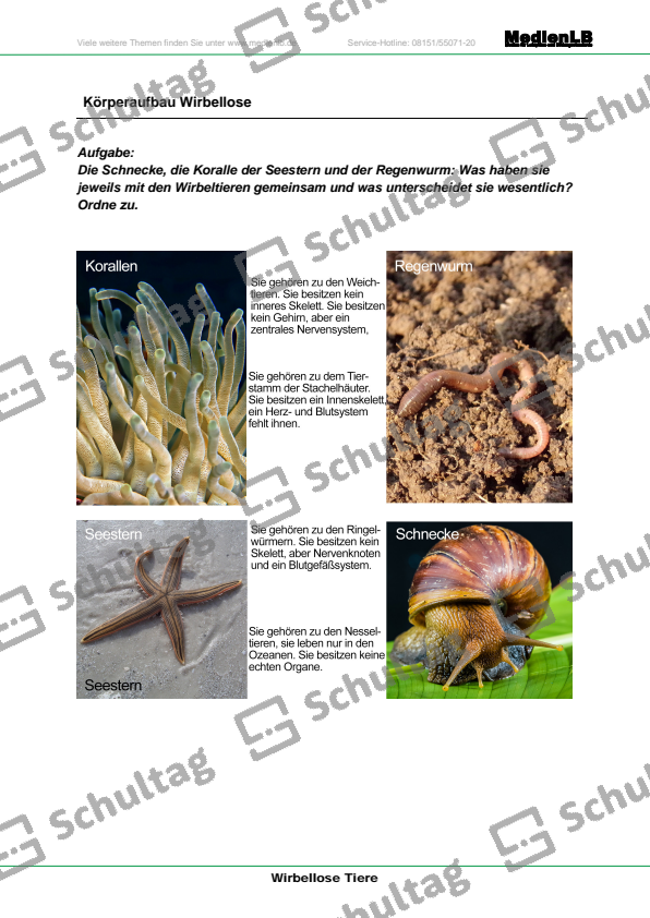 Wirbellose Tiere (Sammlung) – Schultag
