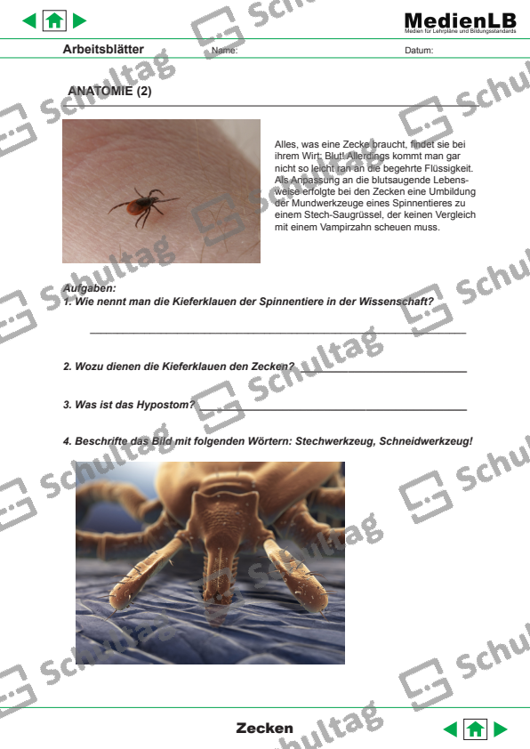 ANATOMIE – Schultag