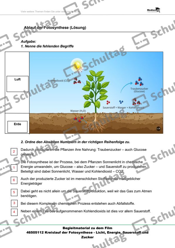 Fotosynthese Und Zellatmung Arbeitsblatt Lösungen Ablauf der Fotosynthese – Schultag
