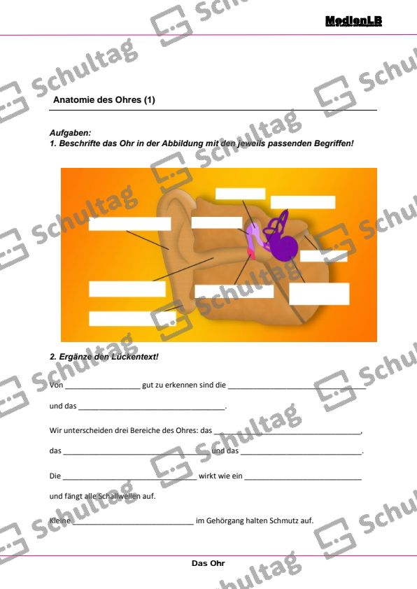 Anatomie des Ohres – Schultag
