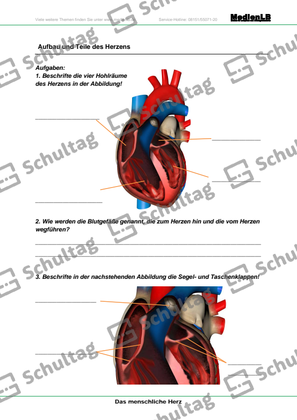 Aufbau und Teile des Herzens – Schultag