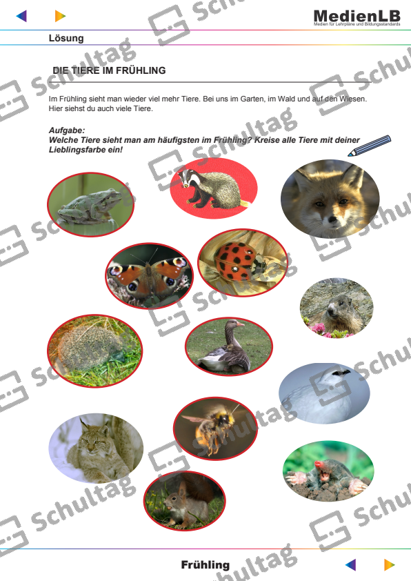 DIE TIERE IM FRÜHLING – Schultag