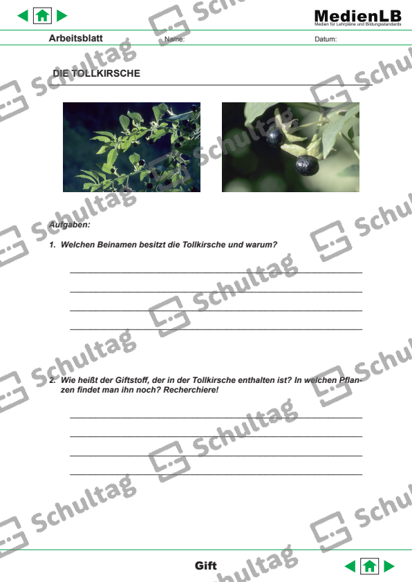 Gift Der Tollkirsche Mit 7 Buchstaben