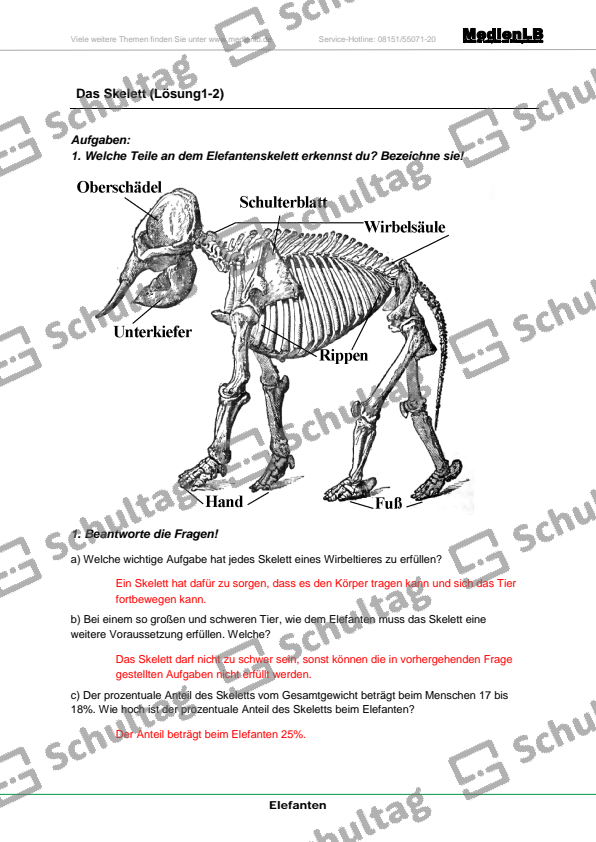 Das Skelett Schultag