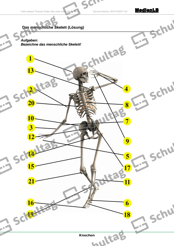 Das menschliche Skelett – Schultag