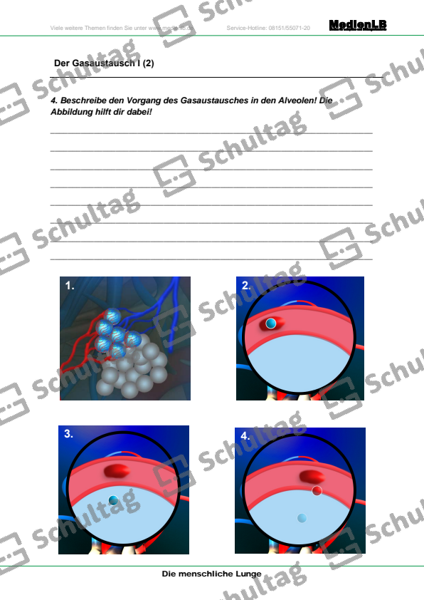 Der Gasaustausch I – Schultag