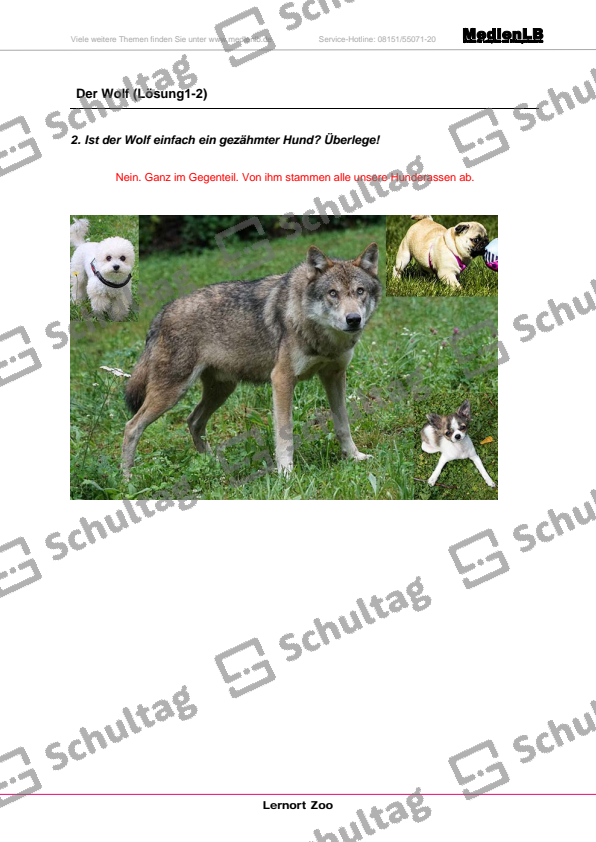 Der Wolf In Der Fabel 7 Buchstaben Der Wolf – Schultag