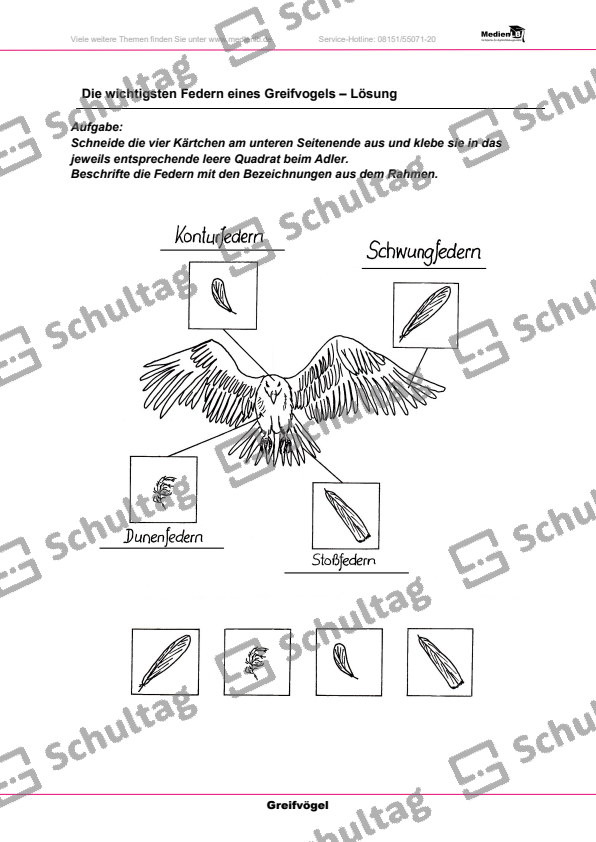 Die wichtigsten Federn eines Greifvogels – Schultag