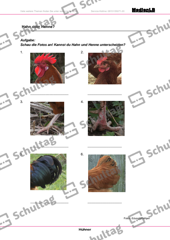 Wie sieht ein Hahn aus Schultag