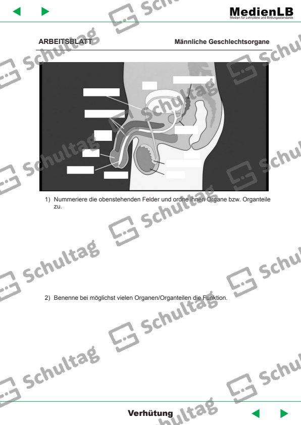 Biologie Männliche Geschlechtsorgane Arbeitsblatt Männliche Geschlechtsorgane – Schultag