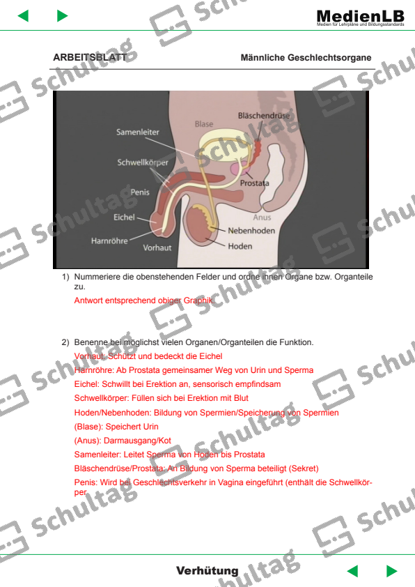 Biologie Männliche Geschlechtsorgane Arbeitsblatt Männliche Geschlechtsorgane – Schultag