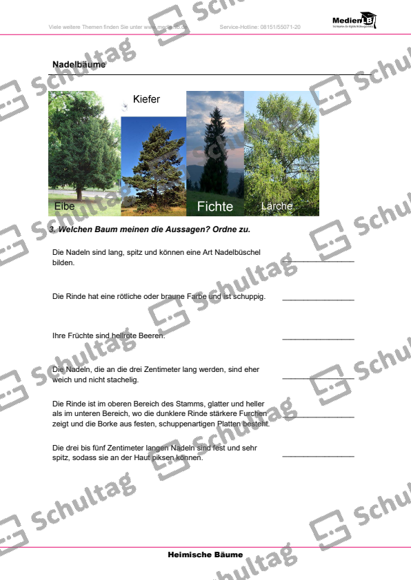 Nadelbäume – Schultag