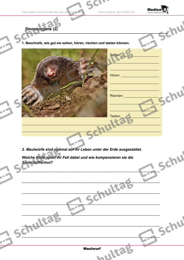 Sinnesorgane – Schultag