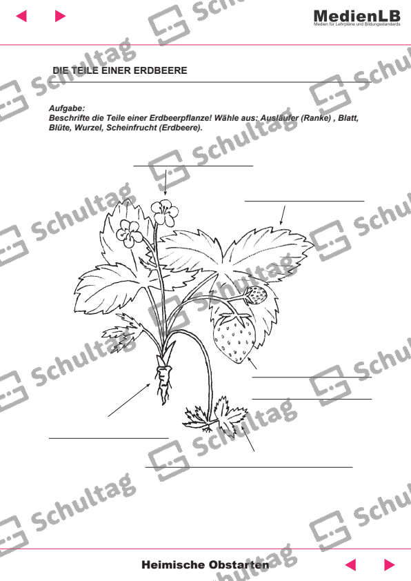 Welche Frucht ist das – Schultag