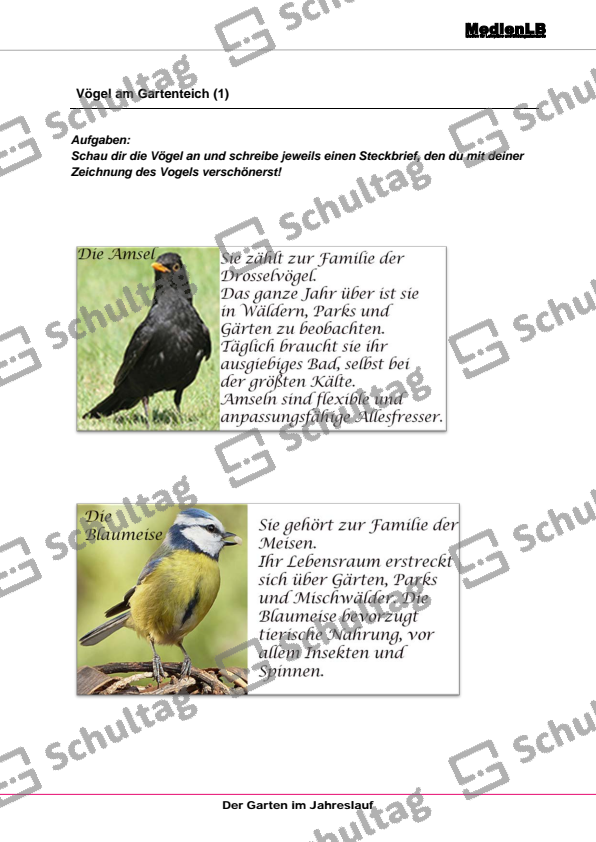 Vögel am Gartenteich Schultag