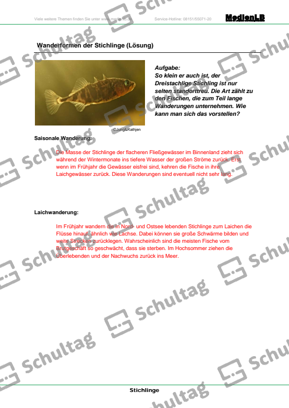 Wanderformen der Stichlinge Schultag