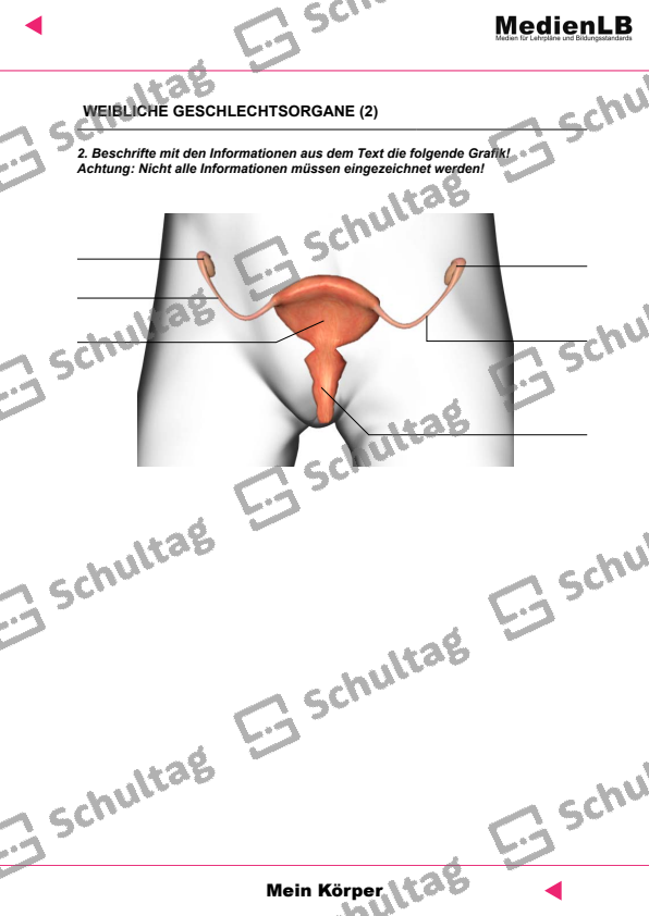 Weibliche Geschlechtsorgane Funktion Arbeitsblatt Weibliche Geschlechtsorgane – Schultag