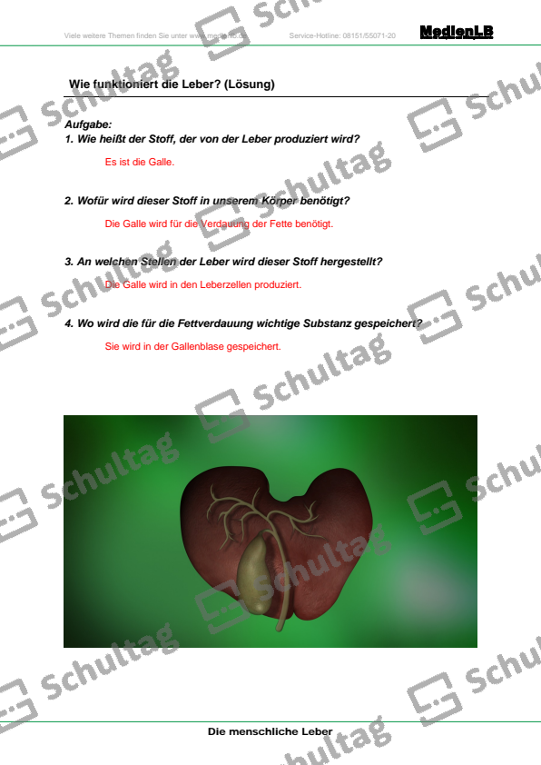 Wie funktioniert die Leber III - Schultag