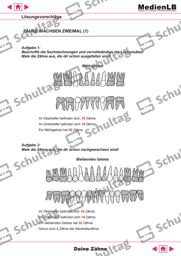 ZÄHNE WACHSEN ZWEIMAL Schultag
