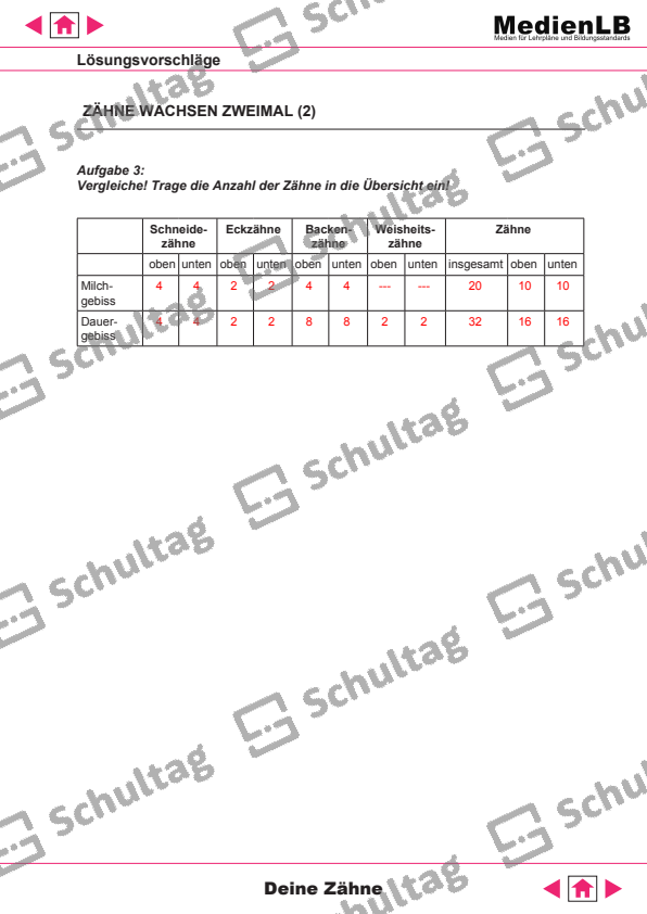 ZÄHNE WACHSEN ZWEIMAL – Schultag